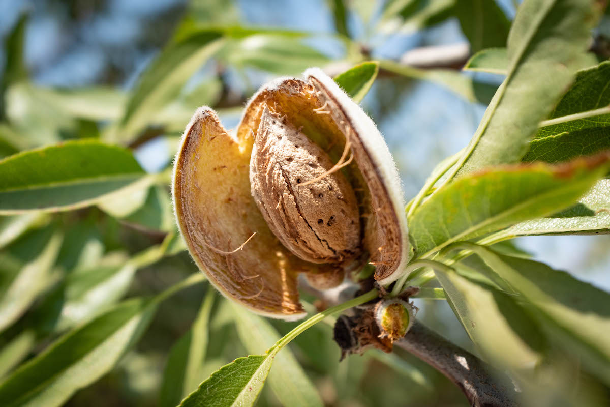 Almonds